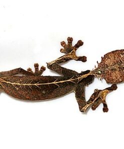 Satanic Leaf-Tailed Gecko kaufen