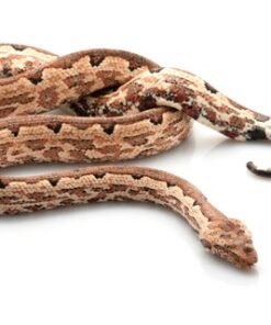 Solomon Island Ground Boa kaufen