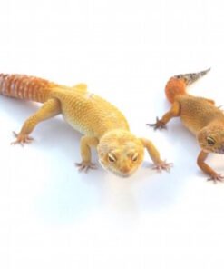 Super Giant Leopard Gecko kaufen