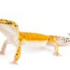 Tangerine Leopard Gecko kaufen