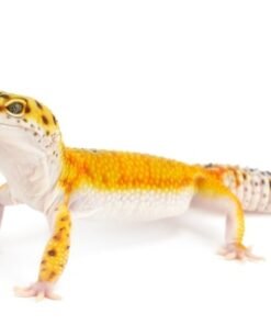 Tangerine Leopard Gecko kaufen