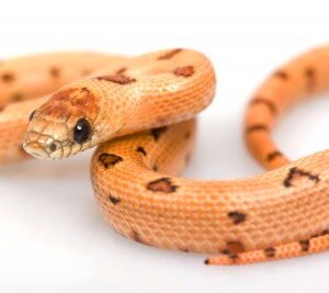 Thayers Königsnatter kaufen