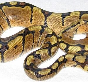 Woma Ball Python kaufen