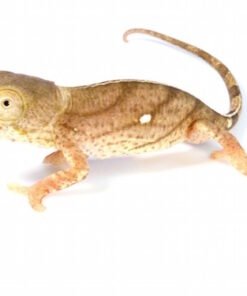 Parson’s Chamäleon kaufen